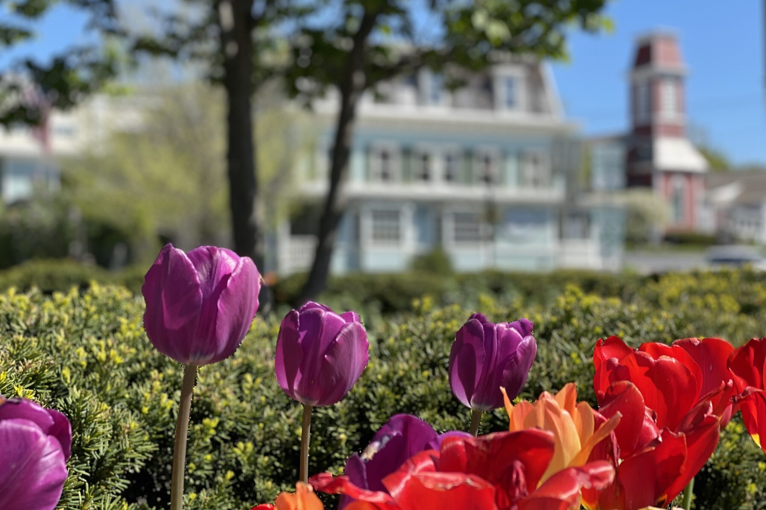 spring image
