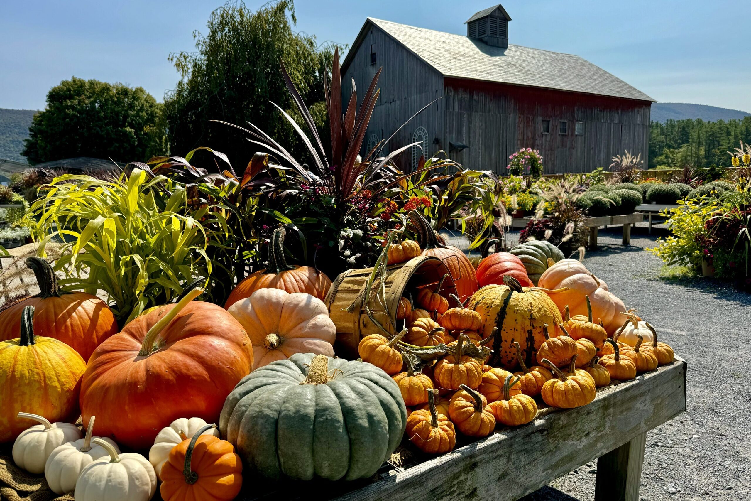 fall image